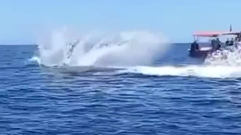 Orca Hunting Dolphin! Must Watch!