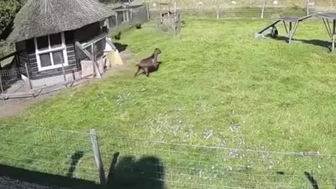 Animals joined to protect each other from a hawk attack