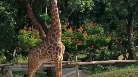 The cute giraffe