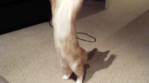Cat goes crazy over dust