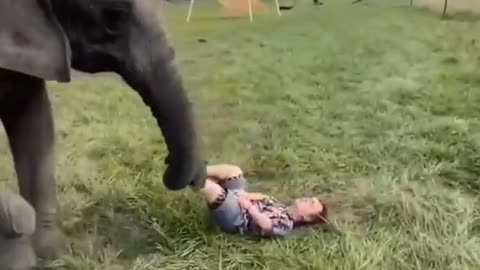 Elephant Funny Moment With Child