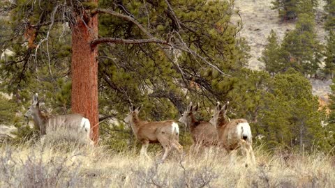 Family of Deer in Forest, Close Up Slow Motion Wildlife