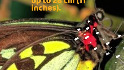 TOP 10 Biggest Insects of the World