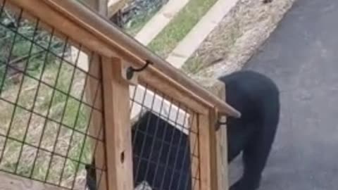 Black bear casually shows up at vacation home👏🏽