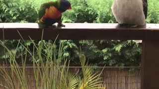 Parrot Puts on Show for Uninterested Kookaburra