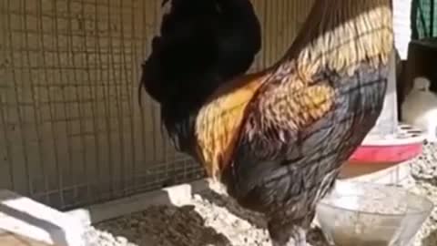 Sajna ft Cock, Chicken sing by Cock, murga #murga funny video