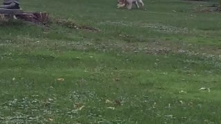 White lab puppy plays with stuffed toy on green grass