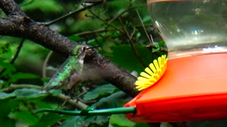 Hummingbird