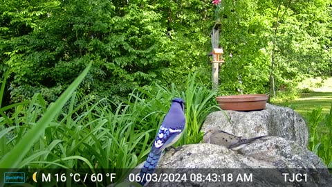 Mourning Dove, Blue Jay, and Chipmunk