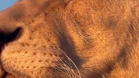 The beautiful face of a lioness