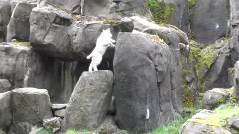 Baby Mountain Goat Learns to Climb