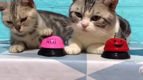 #cute cats clips funny video #trend #viral #catfunny #cutecatsvideos