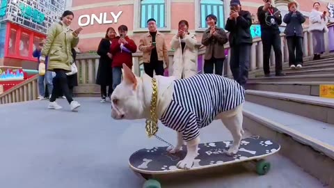 Dogs skateboarding