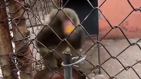 Angry monkey 😄😄😄