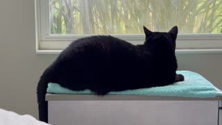 Adopting a Cat from a Shelter Vlog - Cute Precious Piper is Very Relaxed in Her Spa