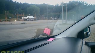 Deer Walks Right Past The Front Of My Car In Keystone South Dakota