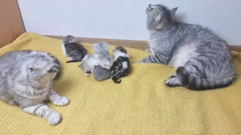 caring dad cat kisses mom cat and his meowing kittens