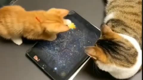 Two cat playing game with i pod.