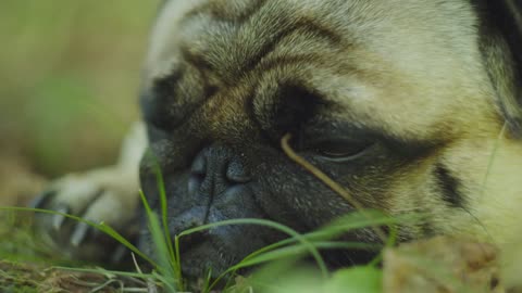 The cute pug is sleepy