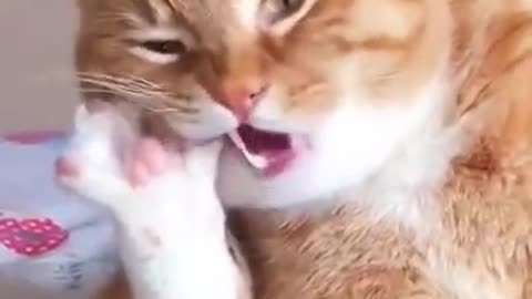 Cute Cats and Funny Animals Compilation 😹