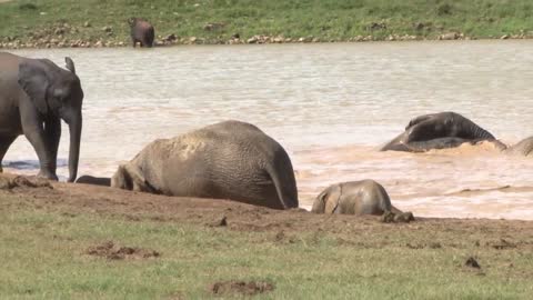 Elephant Addo National Park video