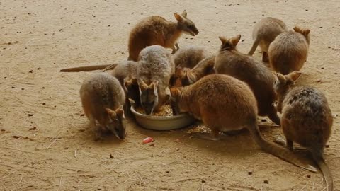 animals feeding some food