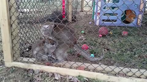 Monkey tries to FORCE love from another's hand