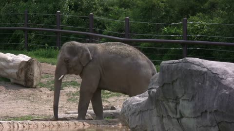 Elephant Walking around Big Rock