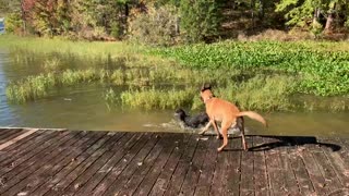 Poodle helps Malinois get stick from deep water.