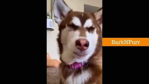 Funniest Animals Video - Cute Dogs And Cats