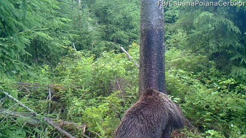 Bear Family in Romania