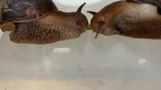 The speed of snails