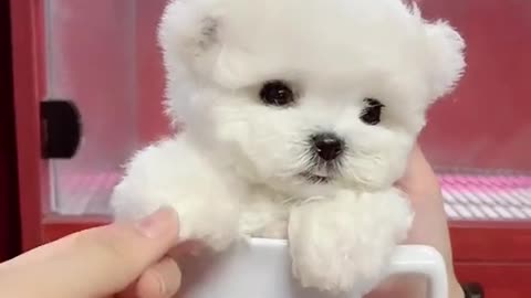 Doggy video in playing