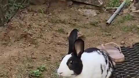 How to train a Rabbit to Act #youtube shorts