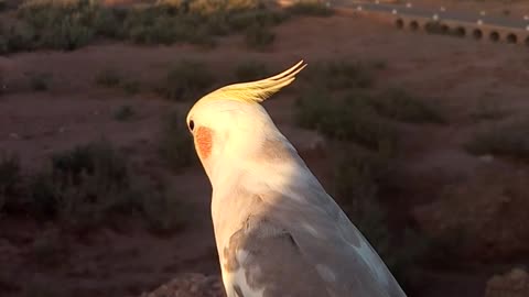 talking cockatiel