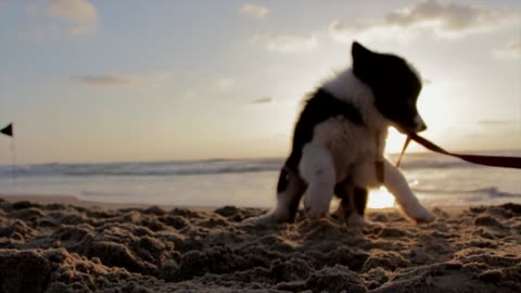 Puppy dog playful beach sand