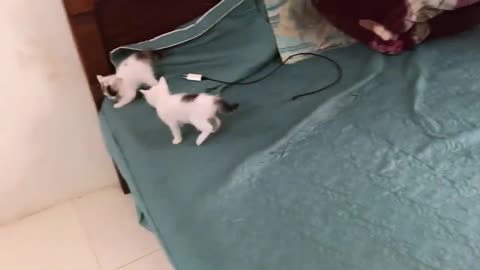 Cute kittens | funny animals video cute cat 😺😺