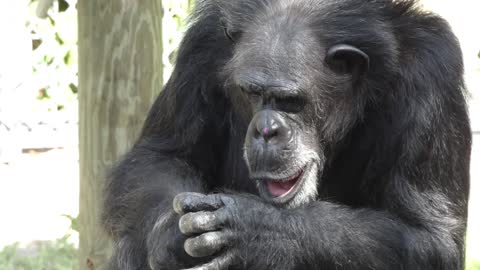 Chimpanzee Hatching and Escape Plan