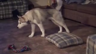 Husky puppy displays uniquely weird stretch