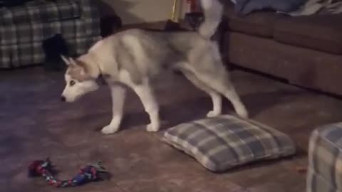 Husky puppy displays uniquely weird stretch