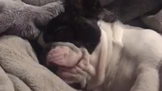 Frenchie swallows huge amount of saliva during dream