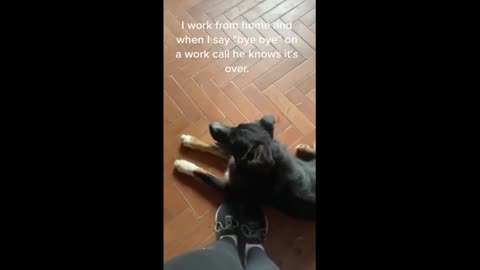 Smart dog knows exactly when owner's work calls are finished