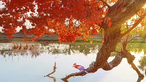 Tu phool chaman ka hai main Kali bahar ki