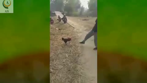 Wow!!! What a brave COCK...