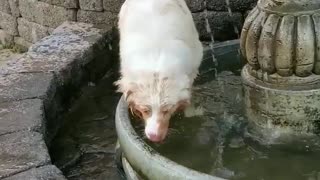 Furry Friend Keeps Cool in Fountain