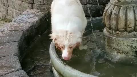 Furry Friend Keeps Cool in Fountain