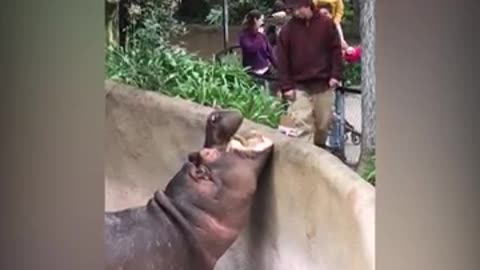 They may not be furry or fuzzy, but they're still so cute! - Rhinos and Hippos