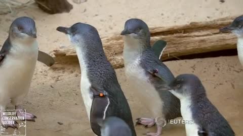 Tiny little penguins from Australia move to the Bronx