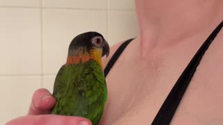 Caique parrot closes her eyes and sings in shower