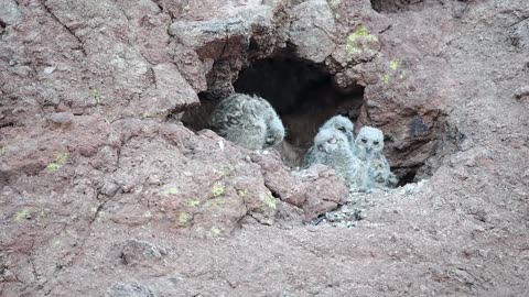 Owls in Desert Cave